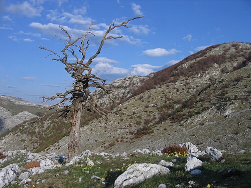 Cernei & Mehedinți (Domogled): Domogled