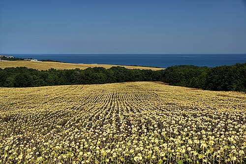 Emona și plaja Irakli: Sunflower field (AP4H6976 1PP) (16099712571)