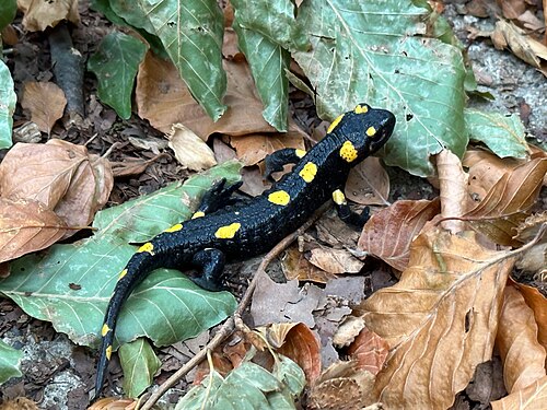 Sinite Kamani (Sliven): My salamander