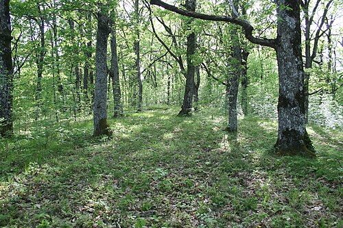 Parcul Natural Strandja: Билото над Индипасха - panoramio