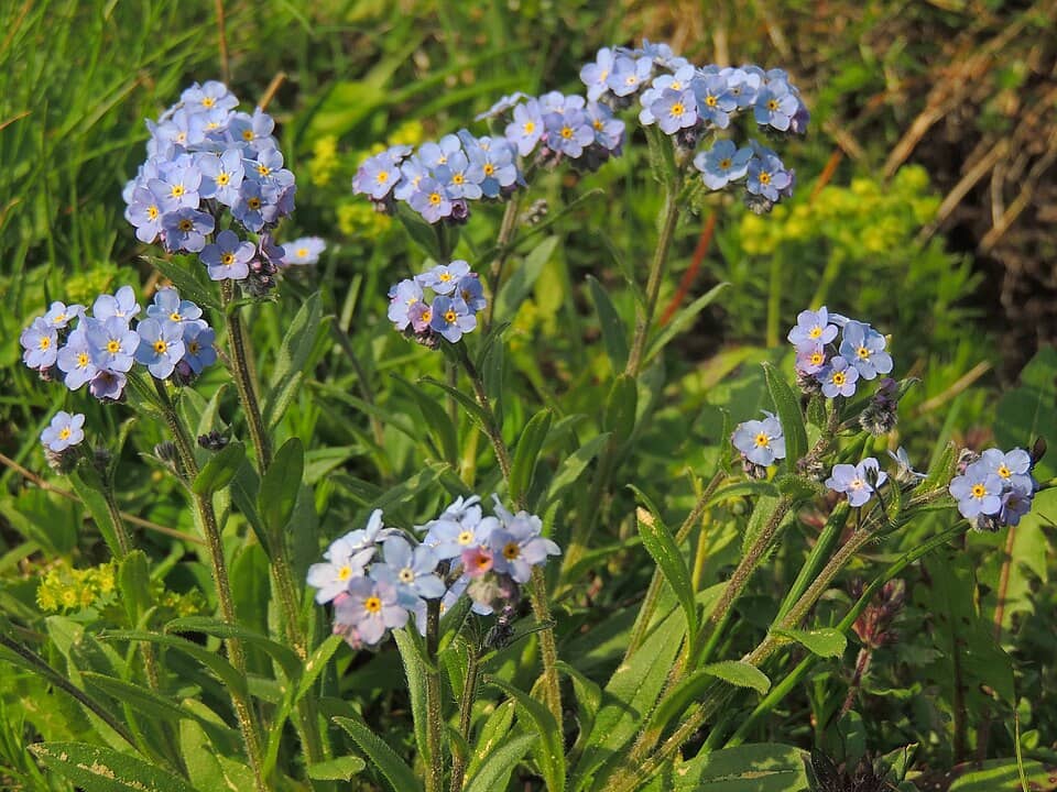 Postăvaru & Piatra Mare: Myosotis alpestris (35320240071)