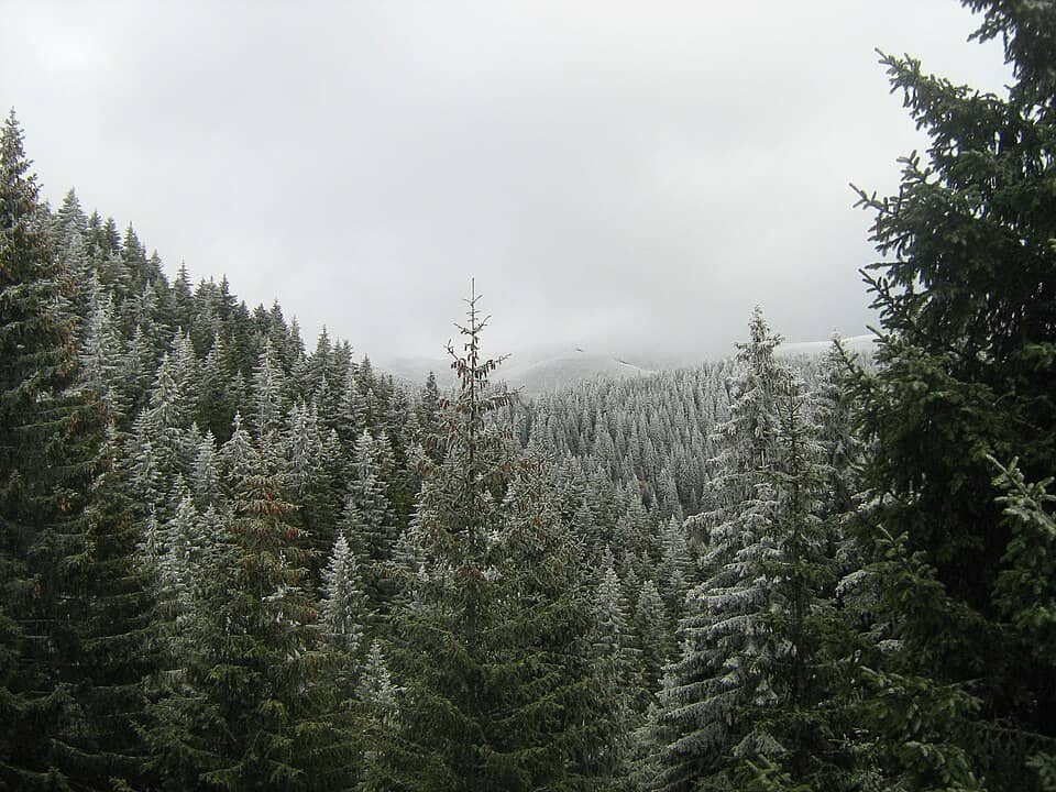 Ciucaș: Pădure - panoramio