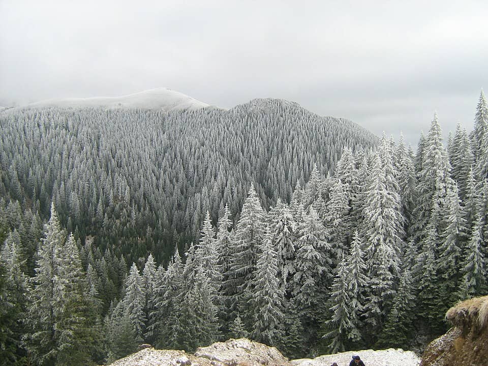 Ciucaș: Pădurea iarna - panoramio