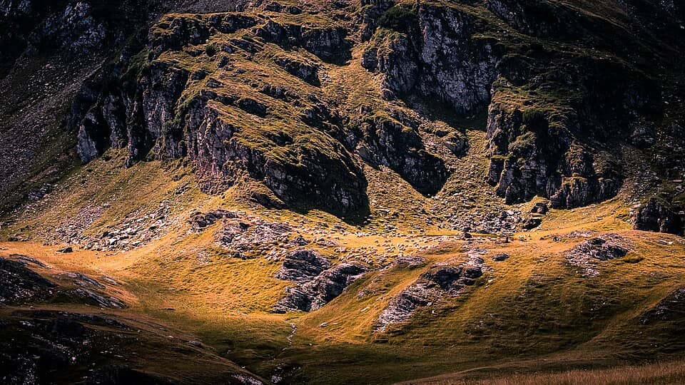 Făgăraș: Sheeps Romania Travel Photography (233351273)