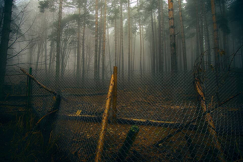 Podurile Minunate (Ciudnite Mostove): Dark forest (52747086562)
