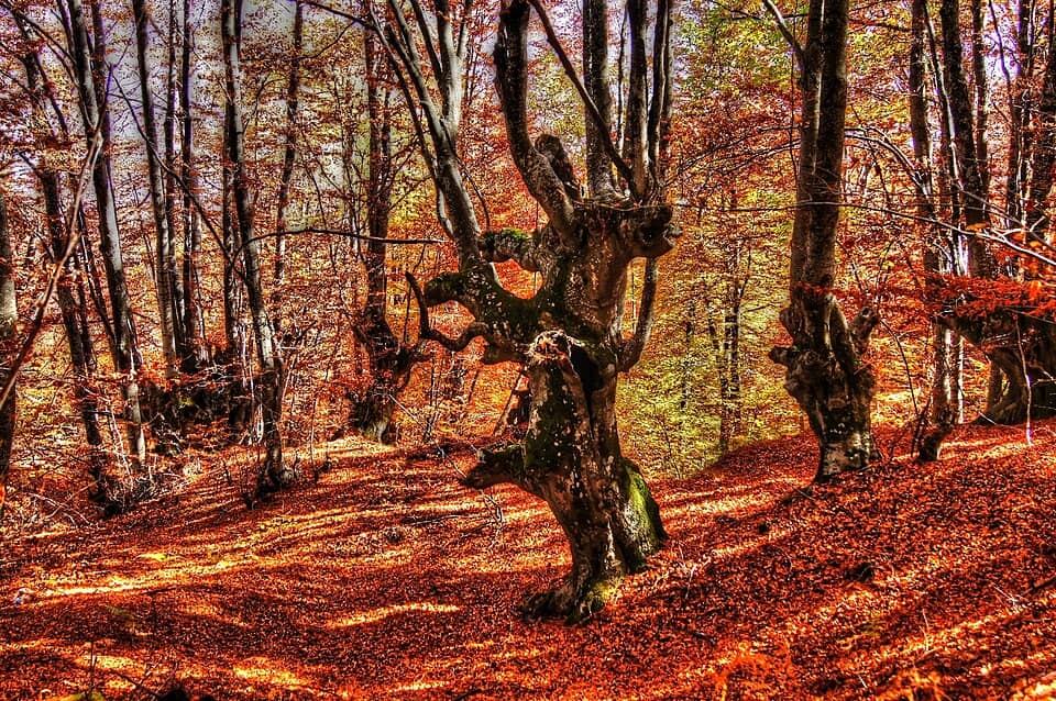 Belasița și Slavianka: Кукерски танц-Беласица-България-Стоян Петков