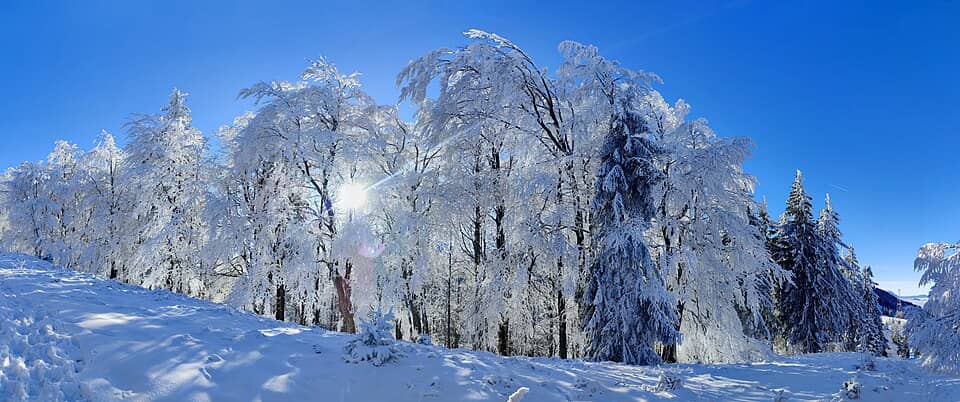Bucegi: Silver forest - Flickr - xulescu g