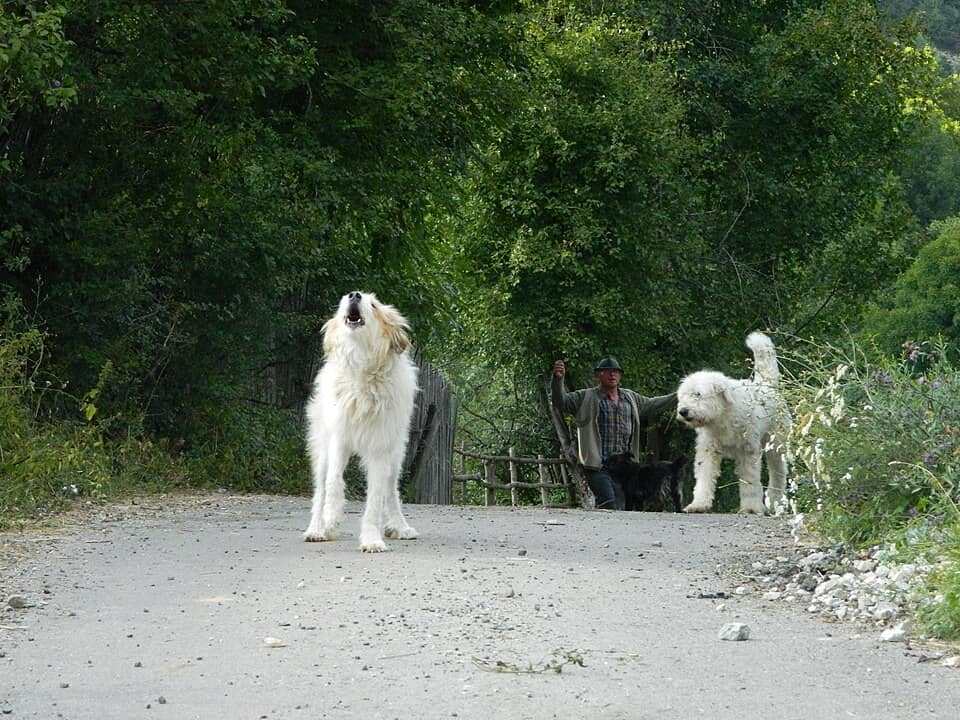 Metaliferi: Almasu Mare, Romania - panoramio