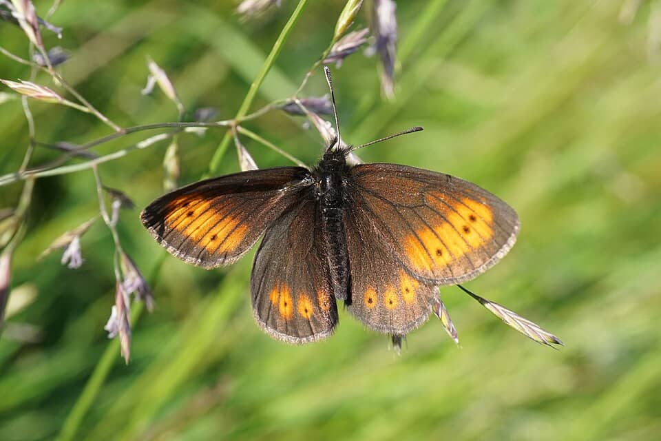 Bucegi: Erebia sp. (48308512691)