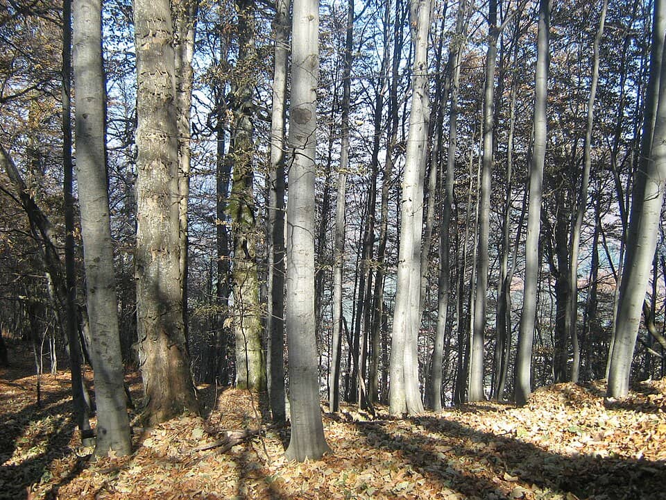 Baiului (Gârbova): Pe traseu în Munţii Baiului - panoramio
