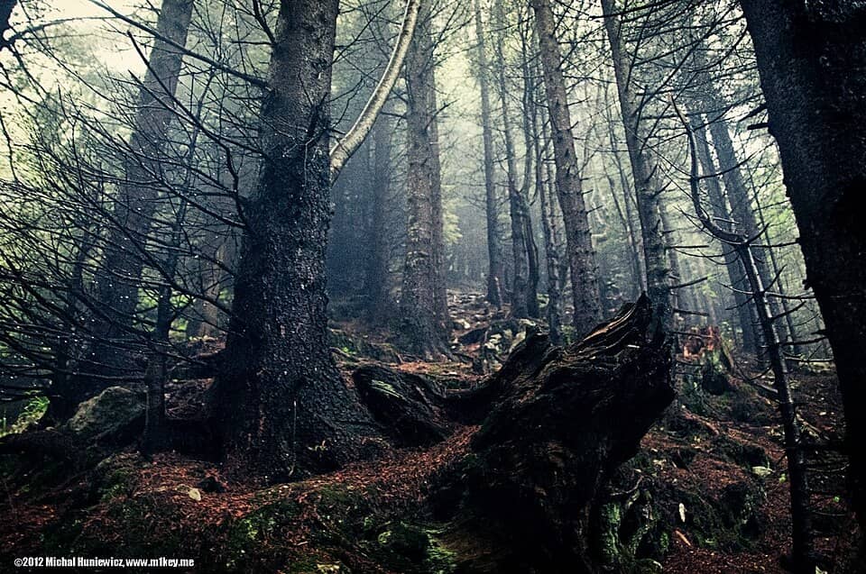 Bucegi: Woods - panoramio (5)