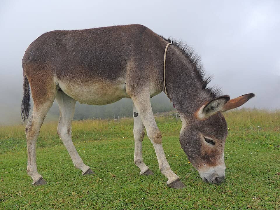 Postăvaru & Piatra Mare: Equus asinus asinus (28647244086)