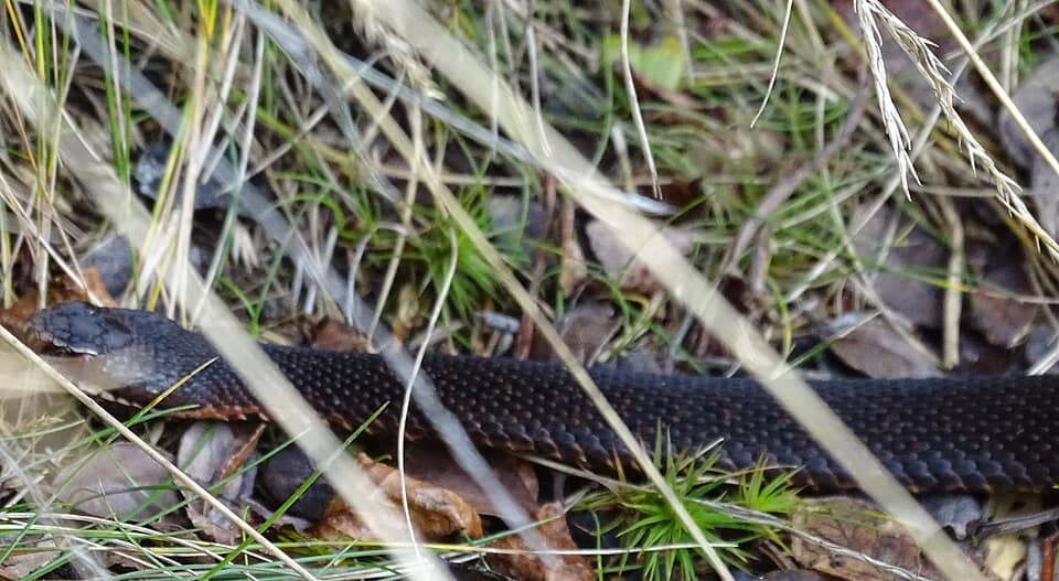 Gutâi, Igniș & Țibleș: Vipera berus la Creasta Cocoșului