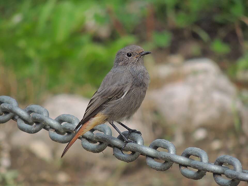 Postăvaru & Piatra Mare: Phoenicurus ochruros (29033890861)