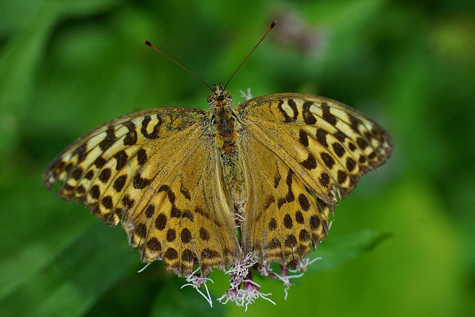 Postăvaru & Piatra Mare: Argynnis paphia (50638116688)