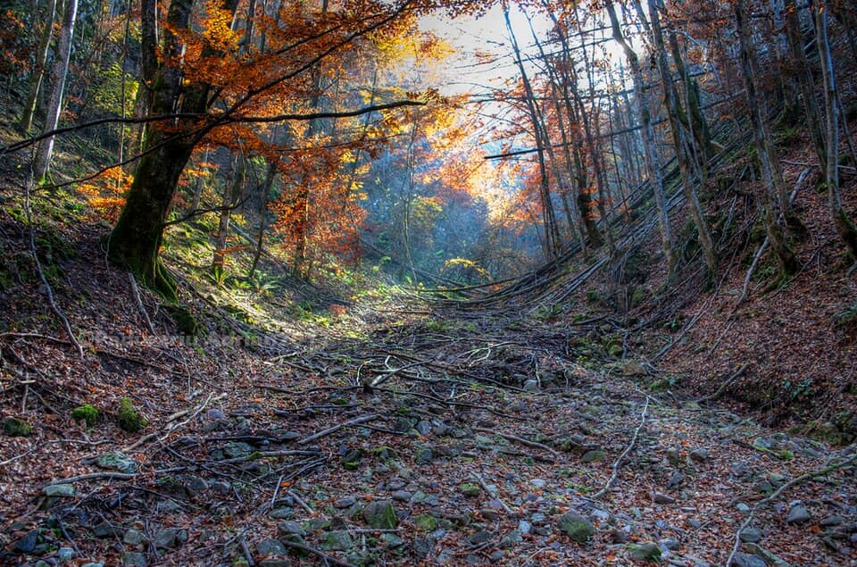 Bihor & Padiș: Clearing of forest - panoramio