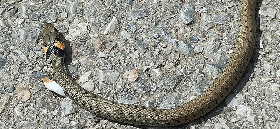 Vitoșa, deasupra Sofiei: Natrix natrix baby, Bankya, Bulgaria 4