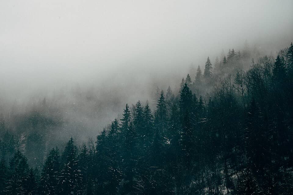 Apuseni: Evergreen forest in snow (Unsplash)