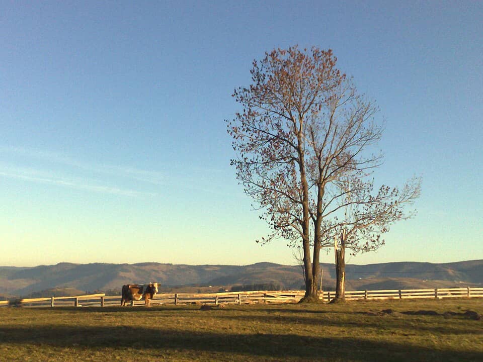 Apuseni: ... - panoramio (6)