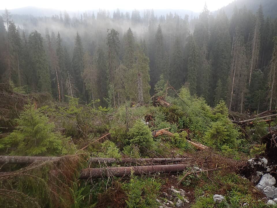 Apuseni: Cetatile Radesei forest 01
