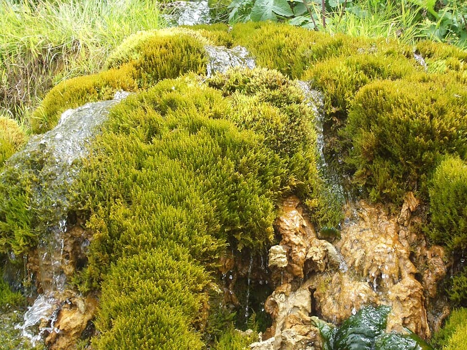 Apuseni: In aval de cascada Pişoaia - panoramio